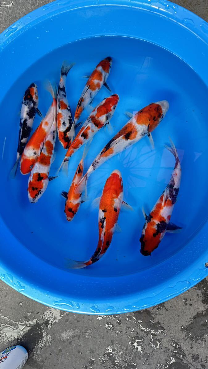  large day . common carp place production Showa era three color establish common carp for this year pictured common carp all .. experience ending 17.~25. rom and rear (before and after) 
