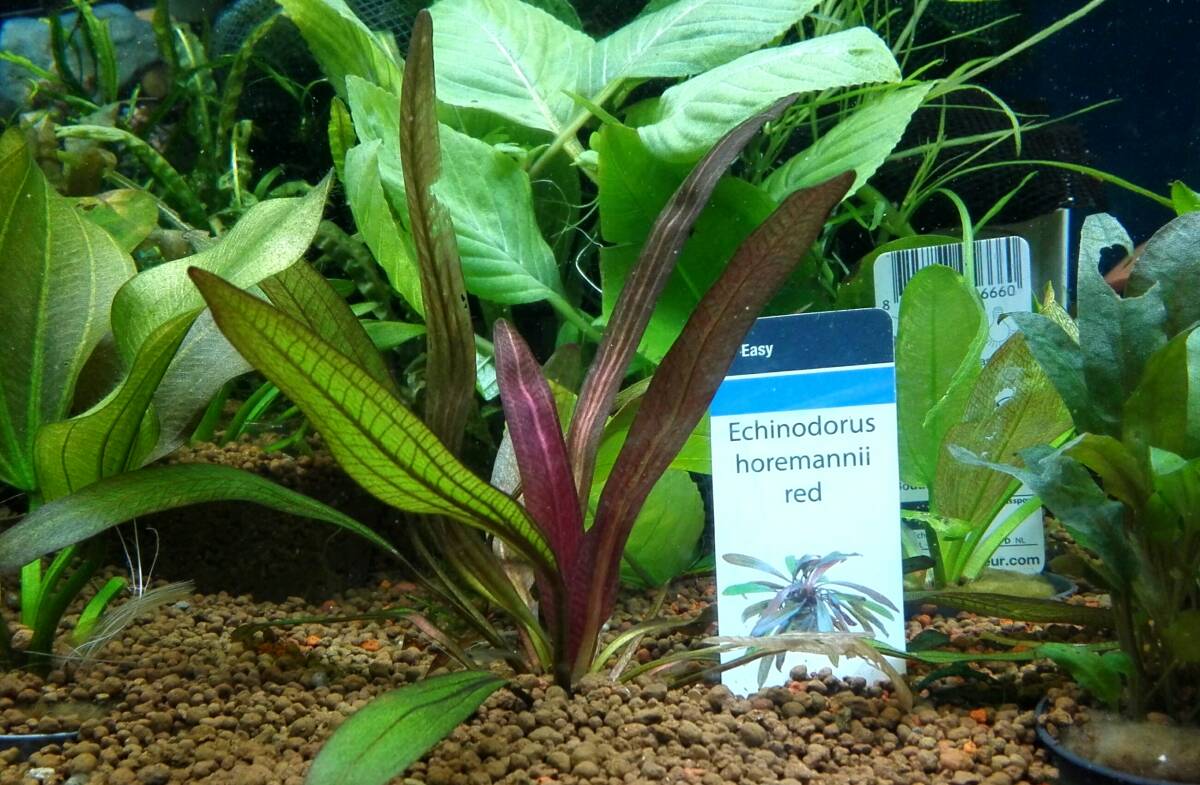 OASISAQUA флора с биркой Echinodorus ho rema колено красный нет пестициды выращивание АО 
