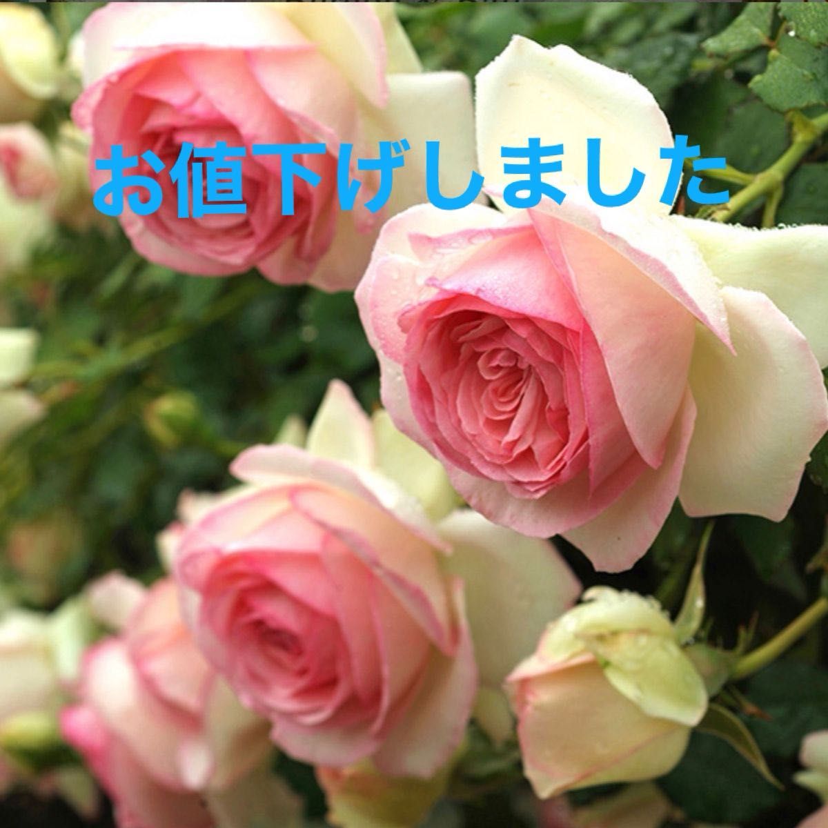 薔薇挿し木苗　つるバラ品種