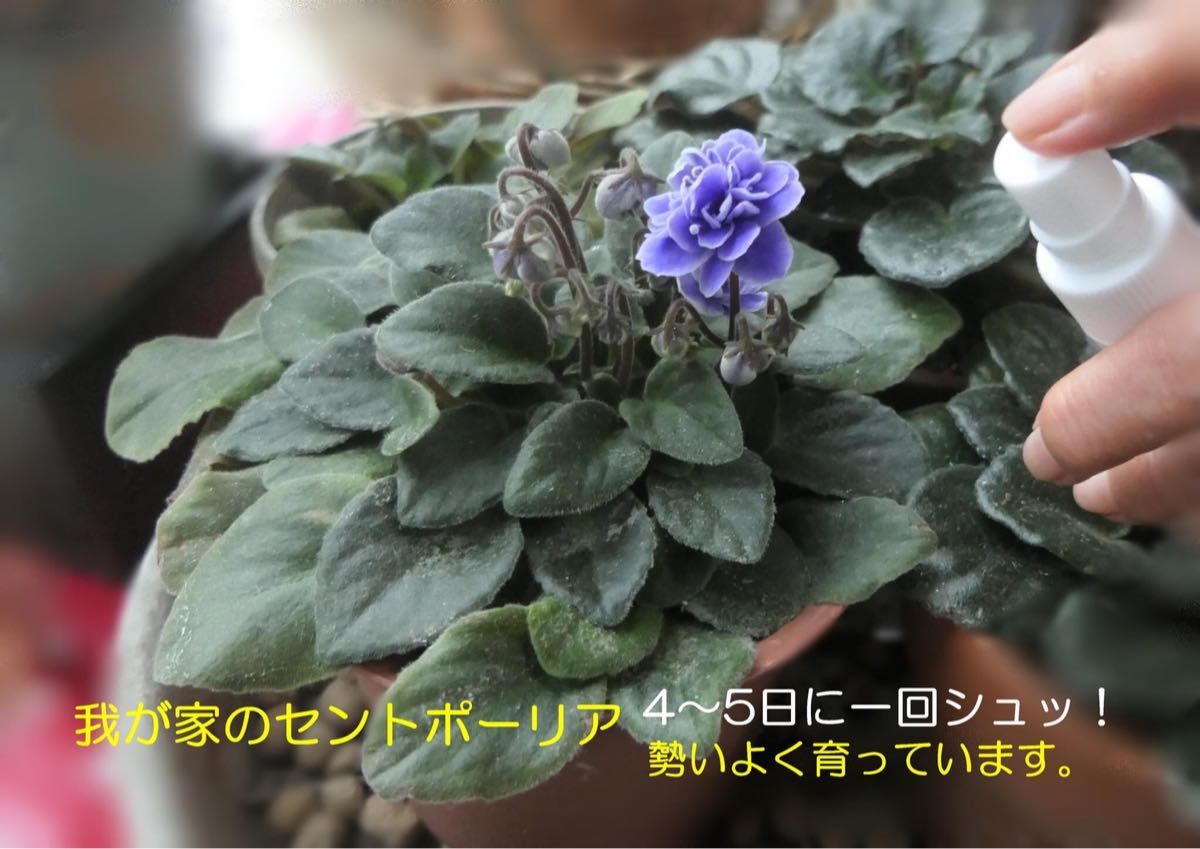 HB 101植物の活性化