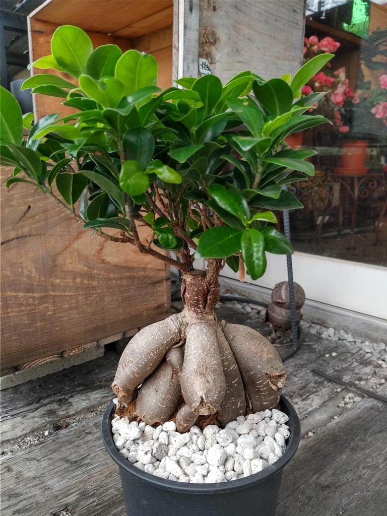 ★精霊の宿る木【ガジュマル＊Ficus microcarpa＊多幸の木＊５号＊】09★写真現品★　　　　　　　