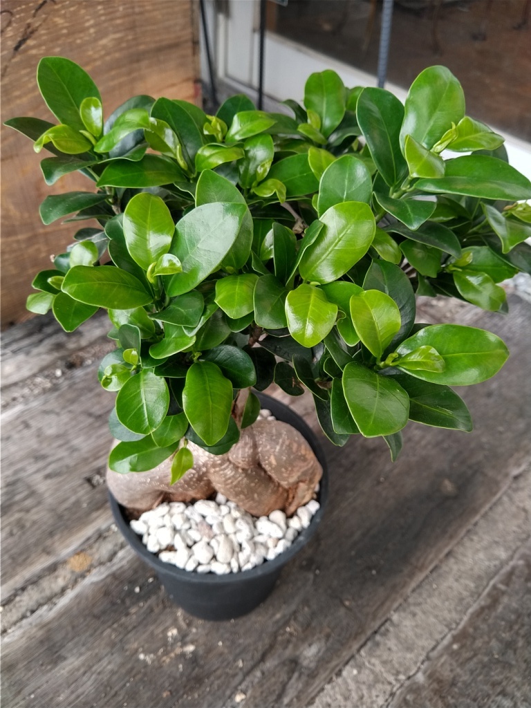 ★精霊の宿る木【ガジュマル＊Ficus microcarpa＊多幸の木＊５号＊】09★写真現品★　　　　　　　