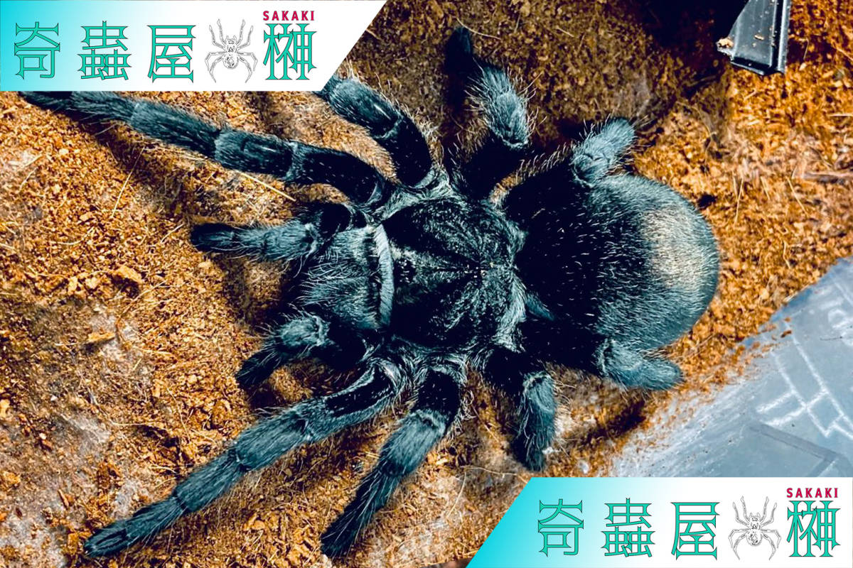 【黒超人気！】ブラジリアンブラック/Grammostola pulchra【幼体】3匹 タランチュラ/奇虫/奇蟲_画像1