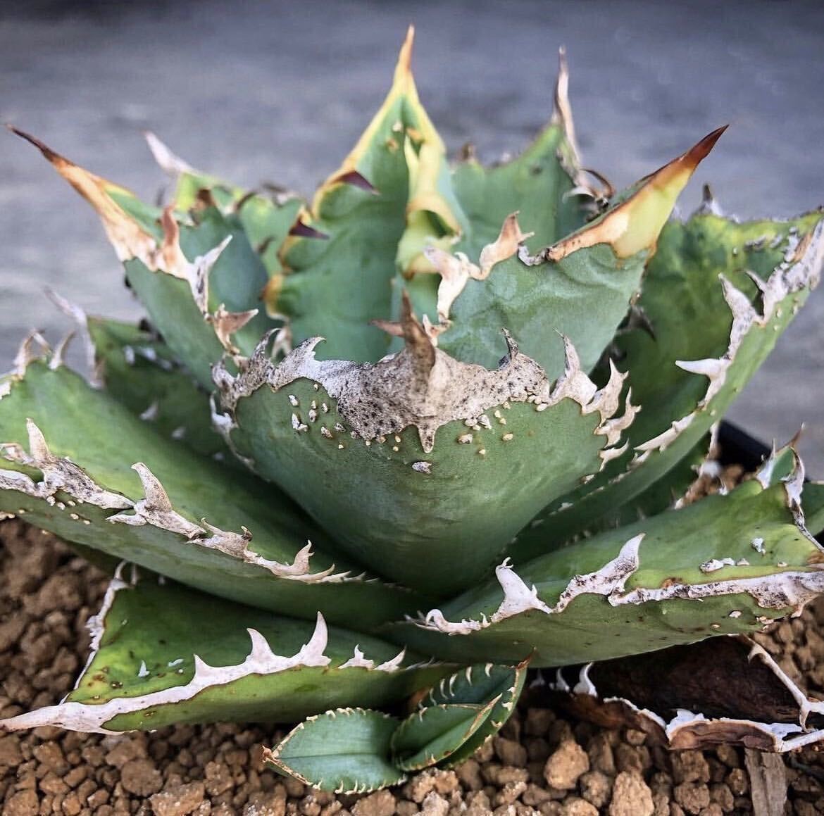  агава chitanota[STUDS 2nd белый .]Agave titanota [STUDS 2nd белый .]3