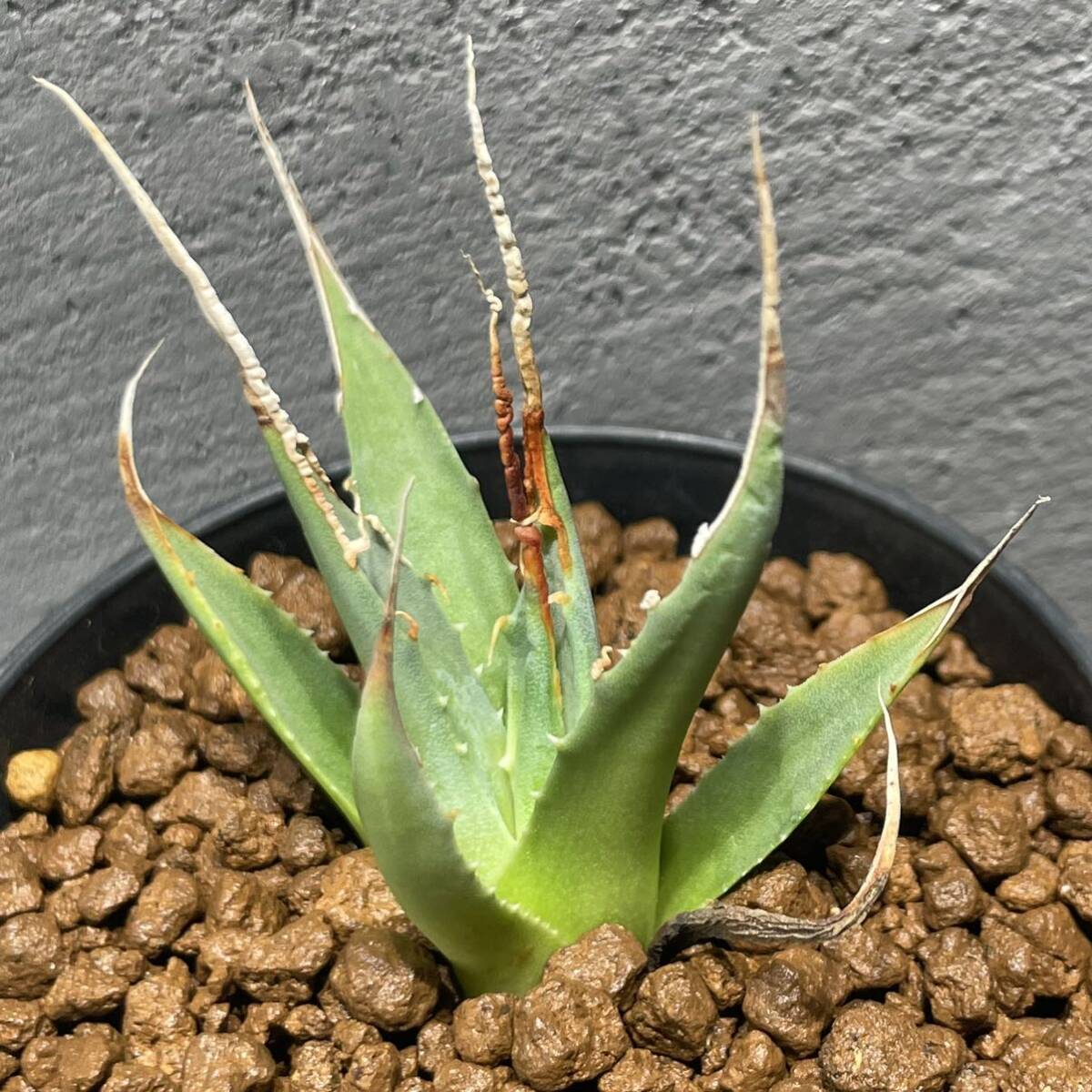 アガベ ユタエンシス エボリスピナ ' 陽炎 '(長棘TYPE) Agave utahensis eborispina ' 陽炎 ' (長棘TYPE) 5_画像2