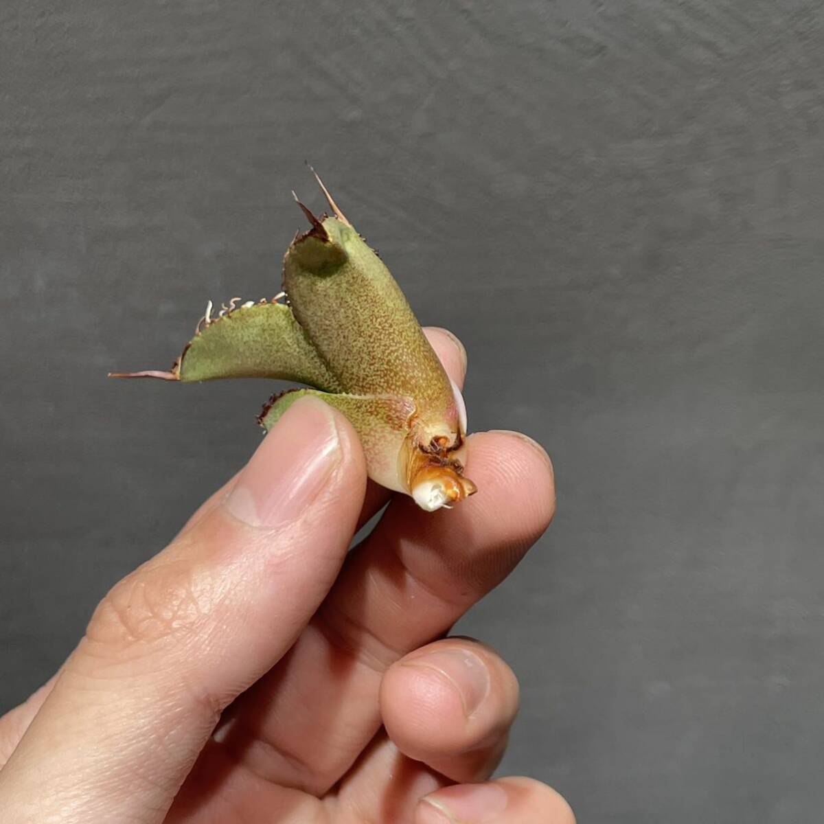 アガベ チタノタ ' 黒桃 ' (スペード) agave titanota ' 黒桃 ' (Spade) 22_画像8