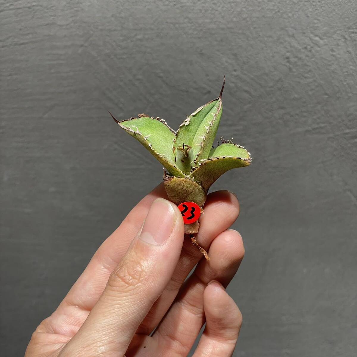 アガベ チタノタ ' 黒桃 ' (スペード) agave titanota ' 黒桃 ' (Spade) 23_画像7