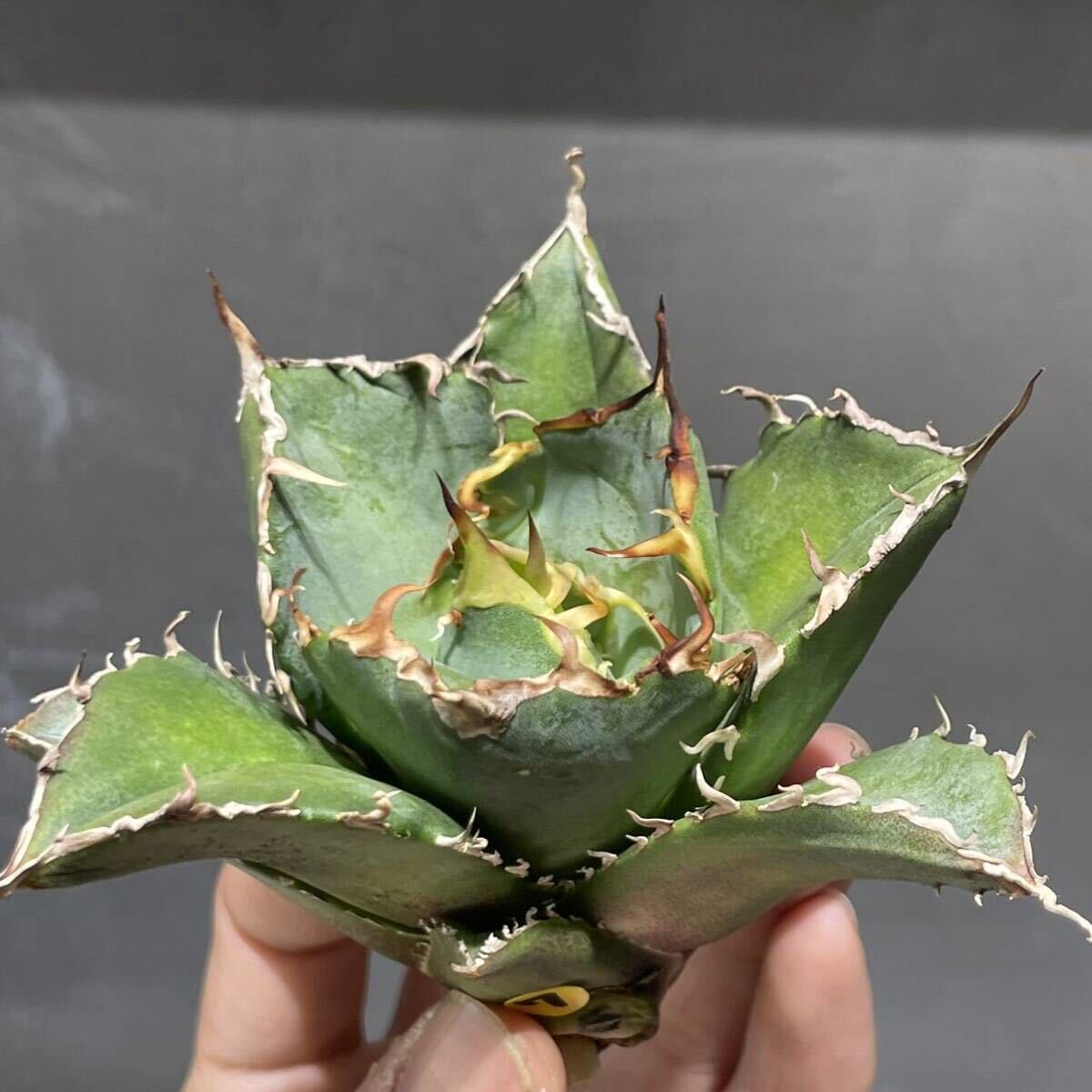 アガベ チタノタ ' 白鯨 ' agave titanota ' Hakugei ' 7_画像2