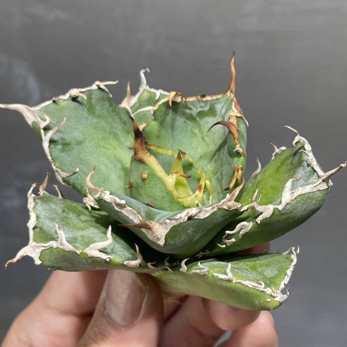 アガベ チタノタ ' 白鯨 ' agave titanota ' Hakugei ' 8_画像2