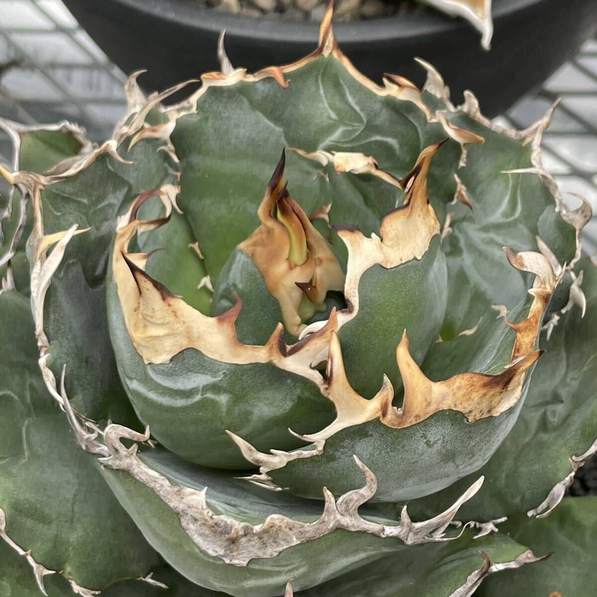 アガベ チタノタ ' 白鯨 ' agave titanota ' Hakugei ' 8_画像1