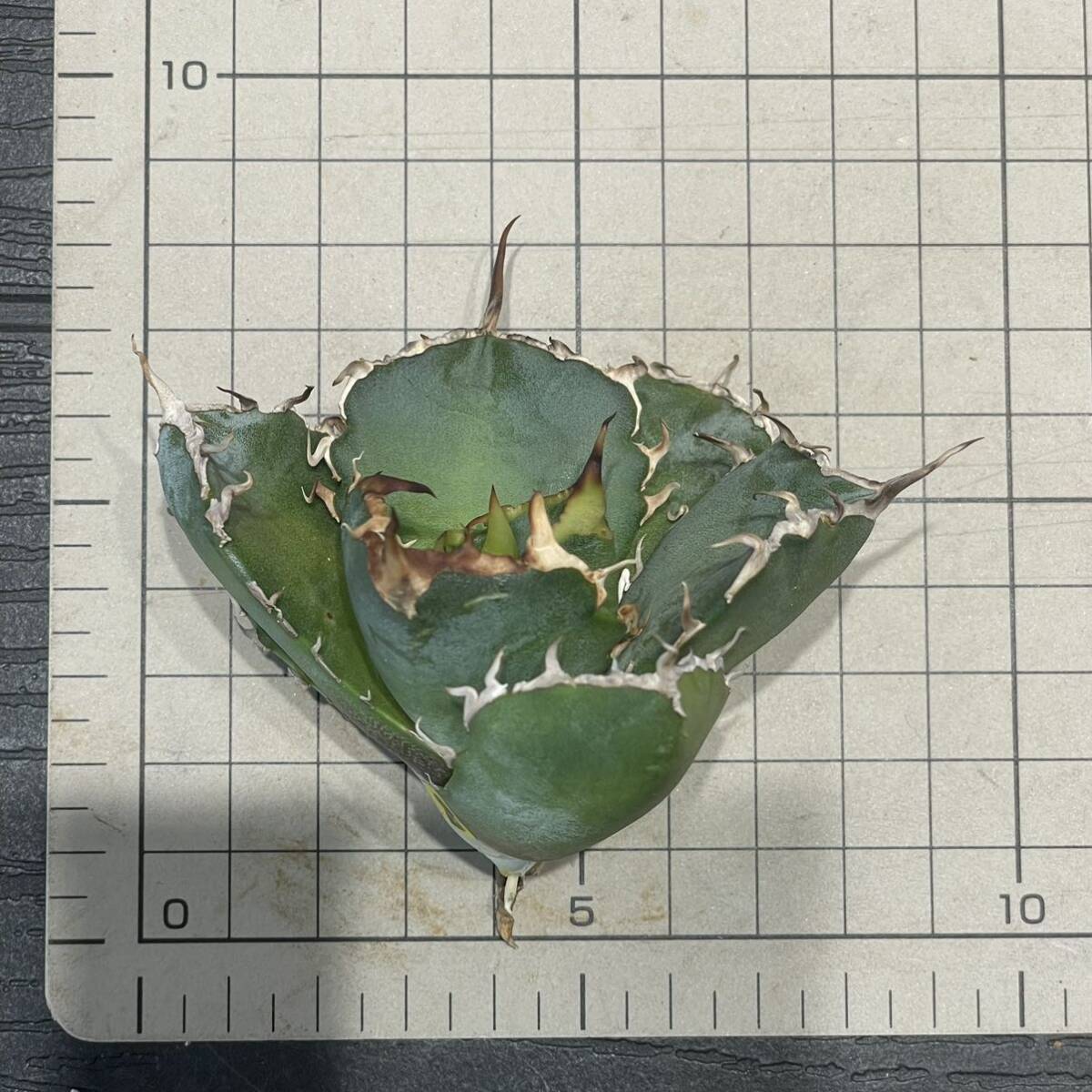 アガベ チタノタ ' 白鯨 ' agave titanota ' Hakugei ' 8_画像9