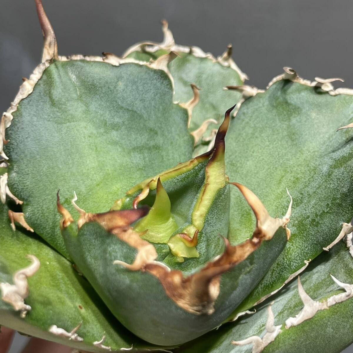 アガベ チタノタ ' 白鯨 ' agave titanota ' Hakugei ' 8_画像6