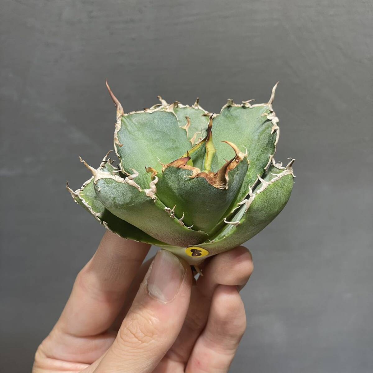 アガベ チタノタ ' 白鯨 ' agave titanota ' Hakugei ' 8_画像7