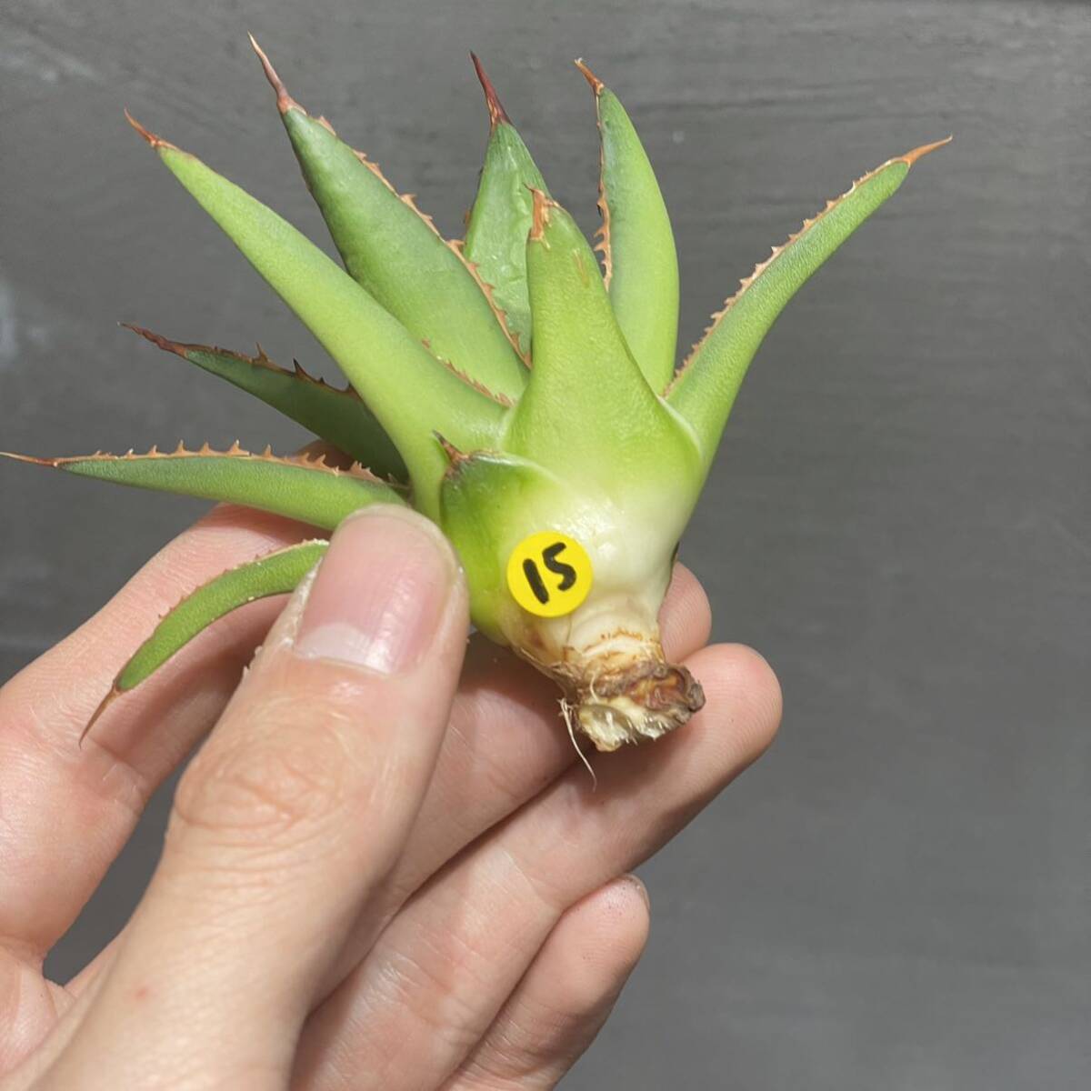 アガベ ホリダ 【N PLANTS SELECT #1】agave horrida【N PLANTS SELECT #1】15_画像8
