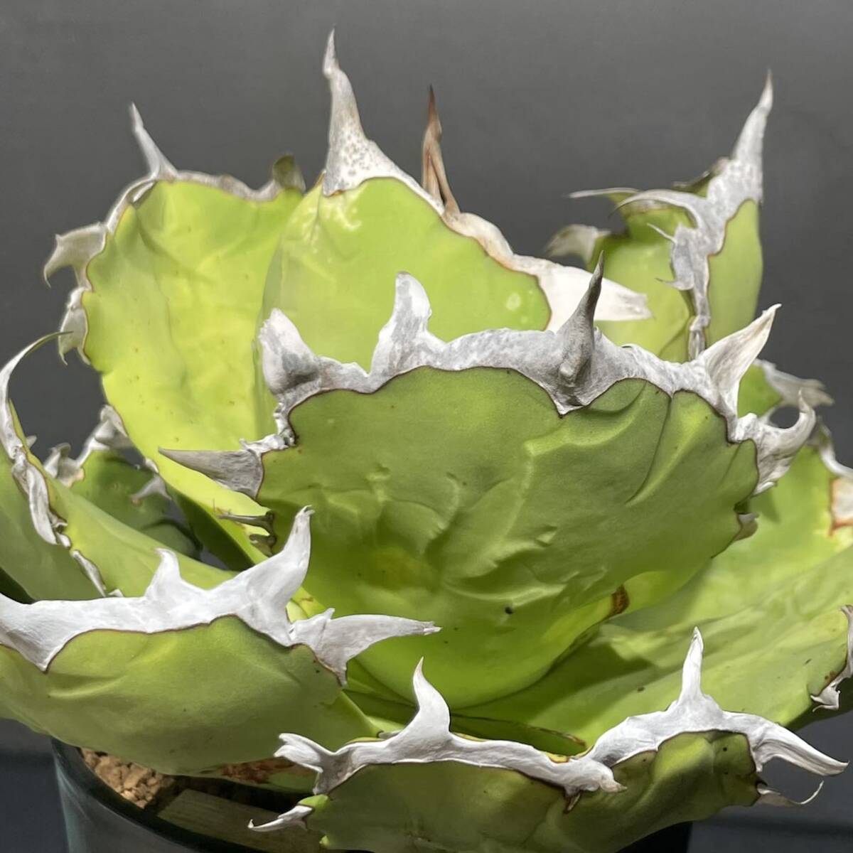 アガベ チタノタ ' 蟹 ' agave titanota ' 蟹 ' 25_画像6