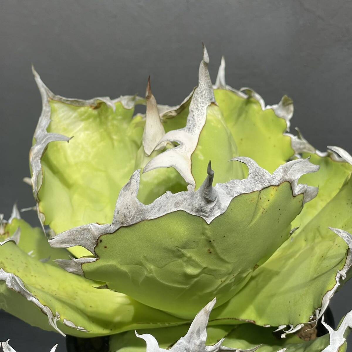 アガベ チタノタ ' 蟹 ' agave titanota ' 蟹 ' 25_画像5