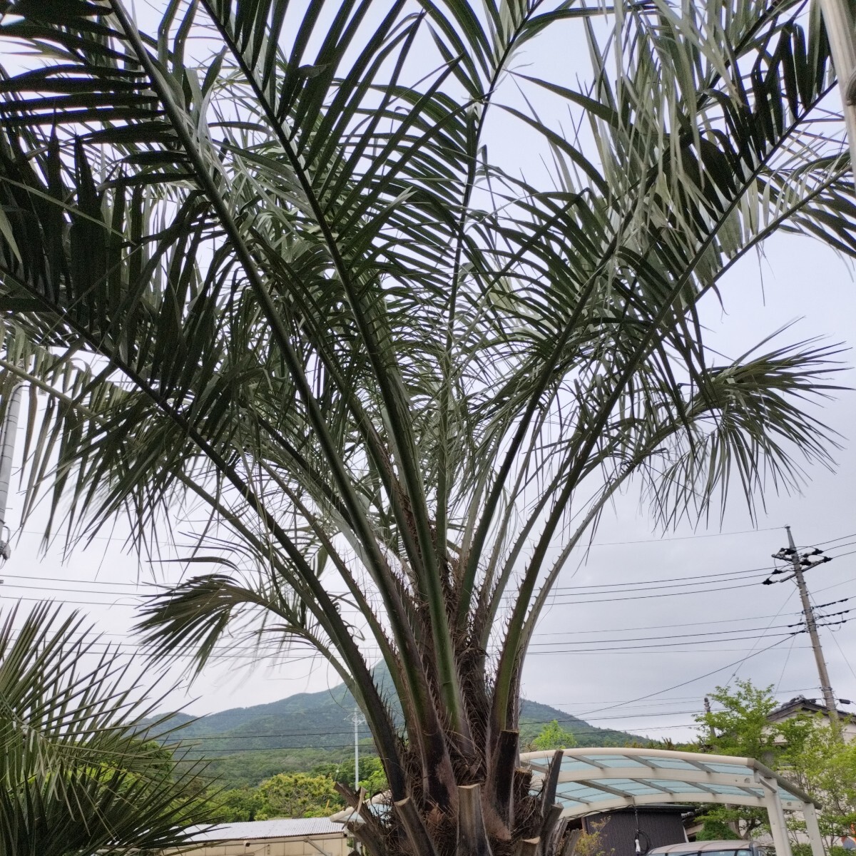  высота дерева примерно 340cm. здесь s cocos nucifera Tsukuba город ... ограничение получения 
