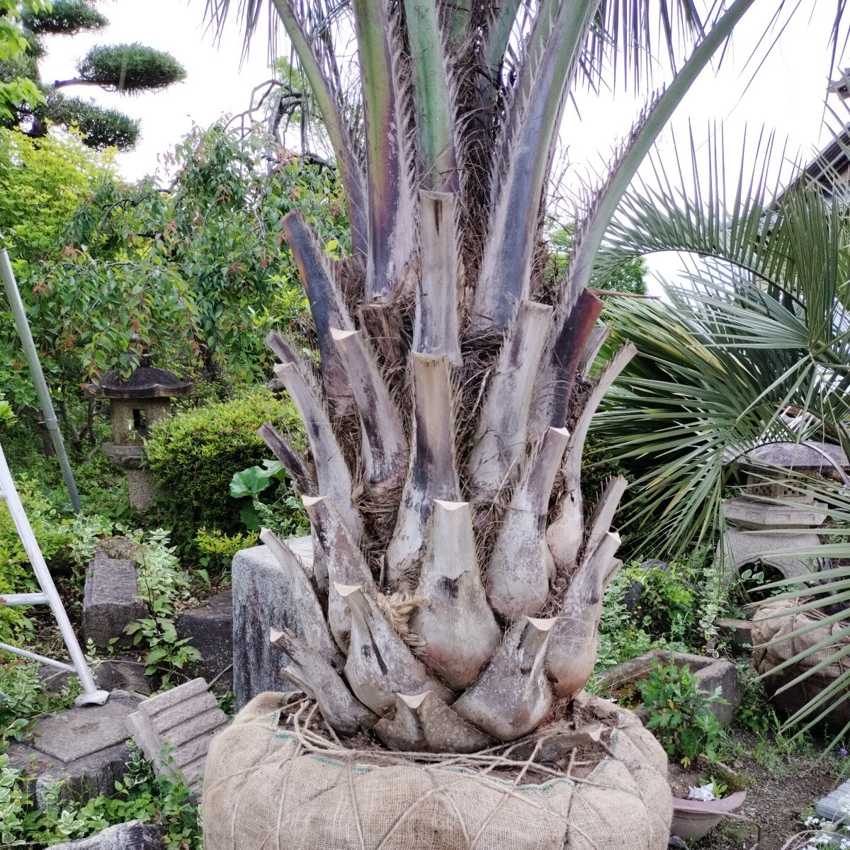  высота дерева примерно 340cm. здесь s cocos nucifera Tsukuba город ... ограничение получения 