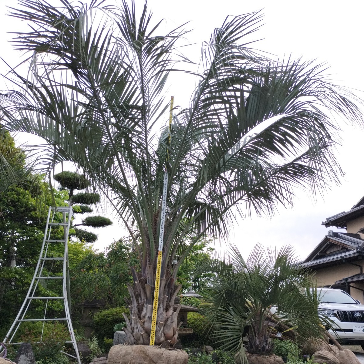  высота дерева примерно 340cm. здесь s cocos nucifera Tsukuba город ... ограничение получения 