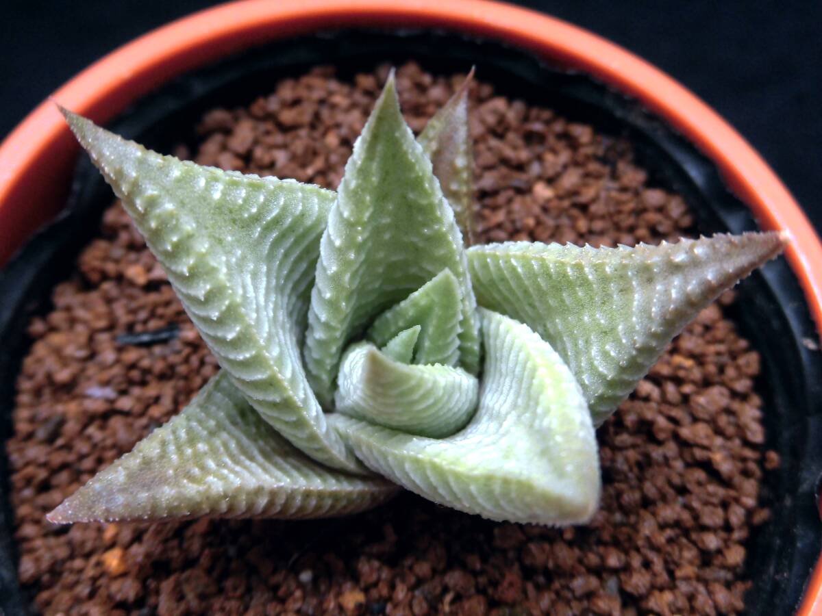 【limifolia White form IB11791 Golela】ハオルチア☆多肉植物☆サボテンの画像2