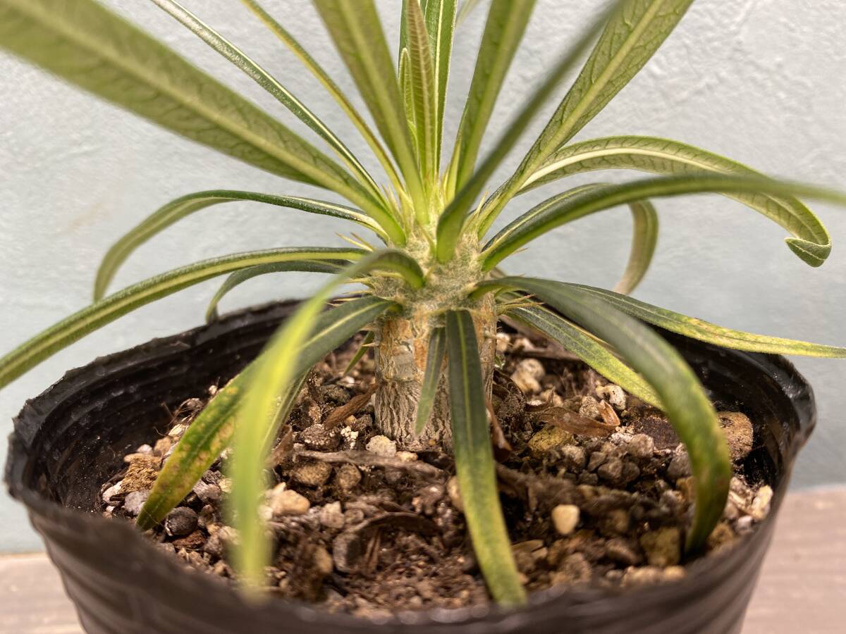 1円売切り！M6.パキポディウム グラキリス Pachypodium rosulatum var. gracilius 実生 同梱可の画像2