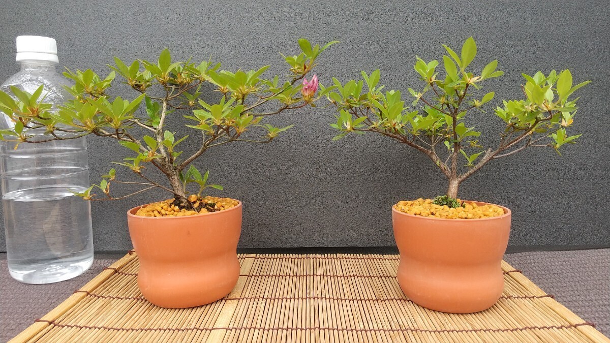 彩の松坂(左側) レジナ(右側) ツツジミニ盆栽セット_画像2
