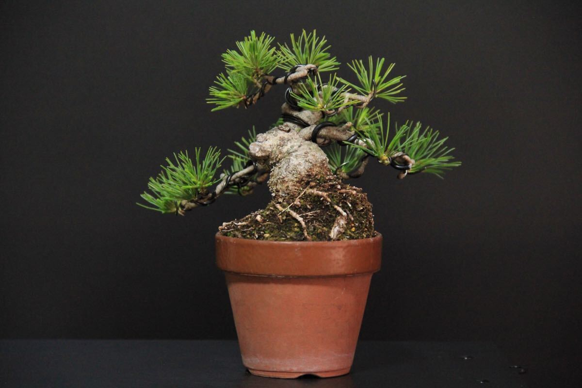 [... leaf pine ] powerful . finished | future . eminent | height of tree 10.| mini bonsai ]