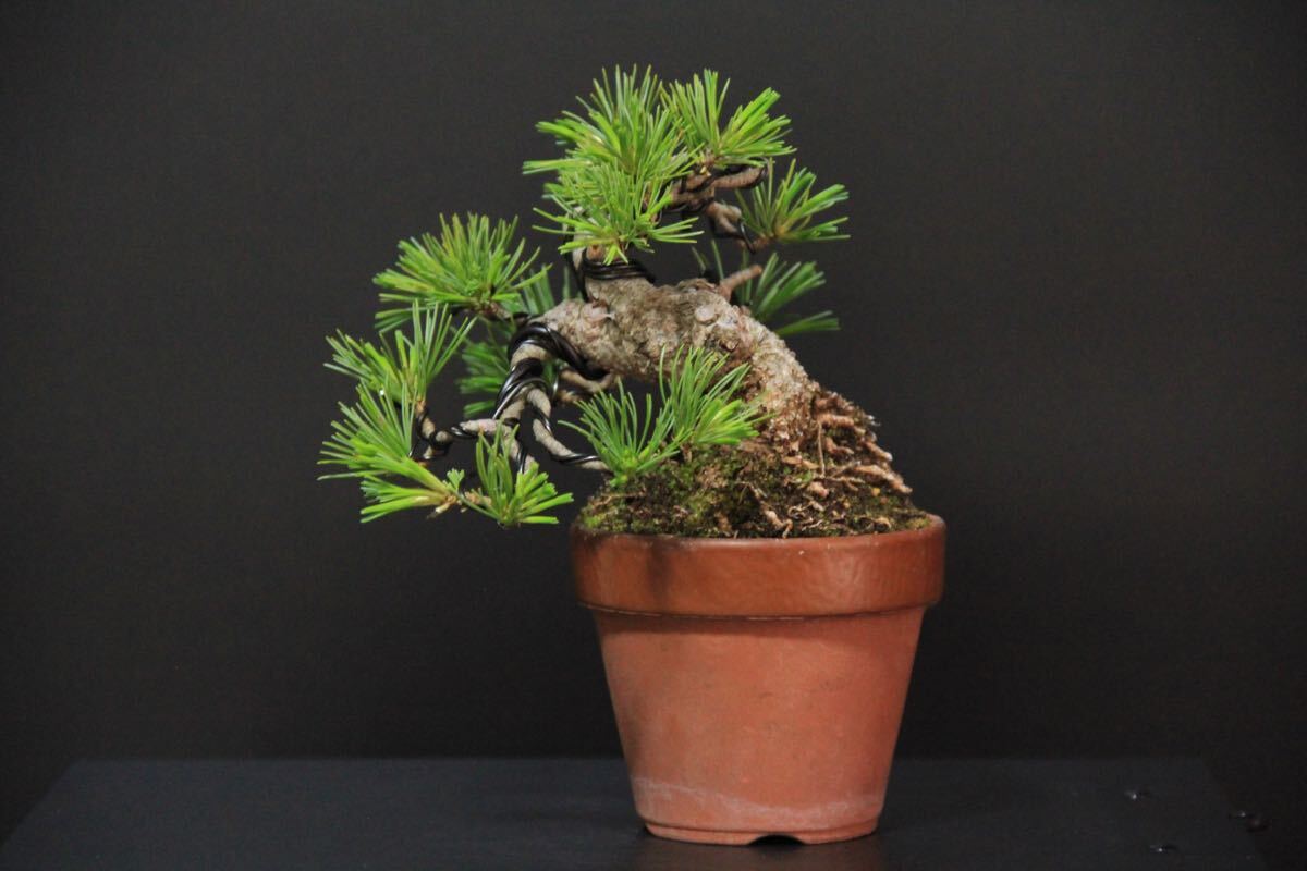 [... leaf pine ] powerful . finished | future . eminent | height of tree 10.| mini bonsai ]