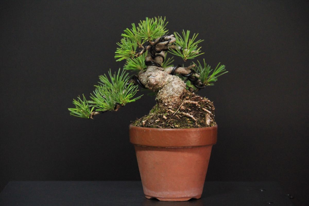 [... leaf pine ] powerful . finished | future . eminent | height of tree 10.| mini bonsai ]