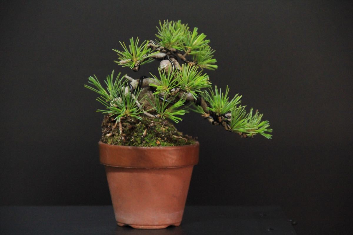 [... leaf pine ] powerful . finished | future . eminent | height of tree 10.| mini bonsai ]