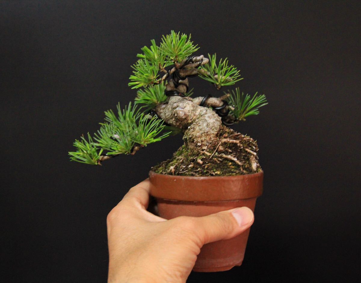 [... leaf pine ] powerful . finished | future . eminent | height of tree 10.| mini bonsai ]