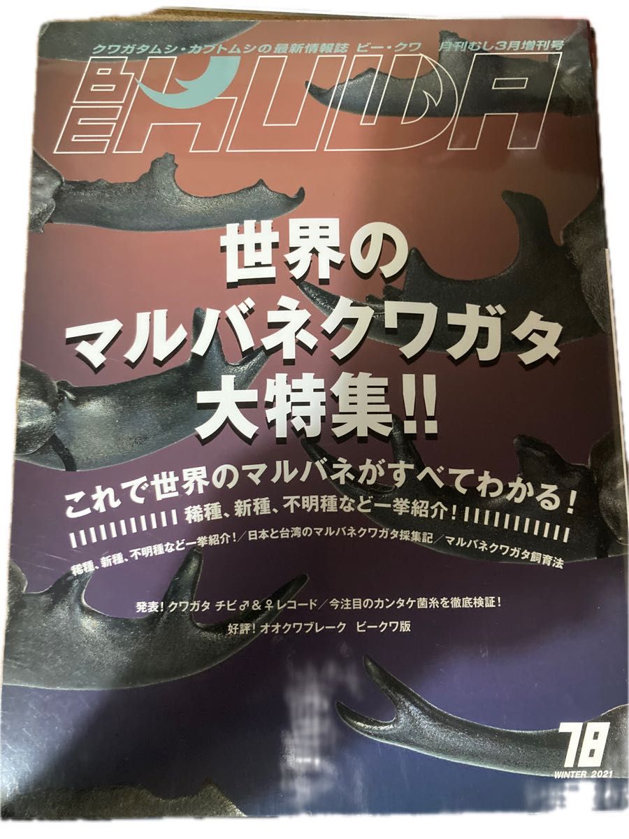 BEKUWA78号 世界のマルバネクワガタ大特集 ビークワ