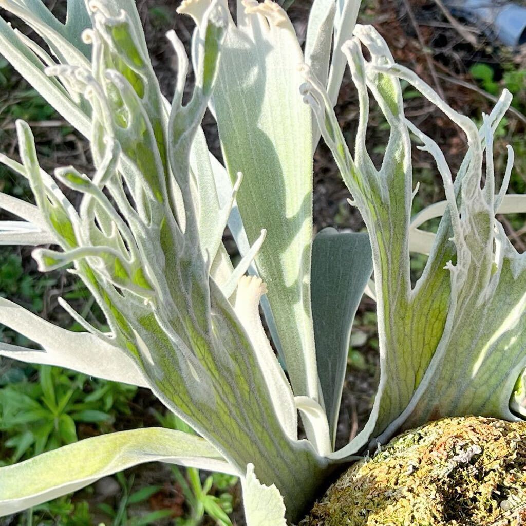 P.willinckii cv.pedro Tatsuta OCpedoro staghorn fern Platycerium 