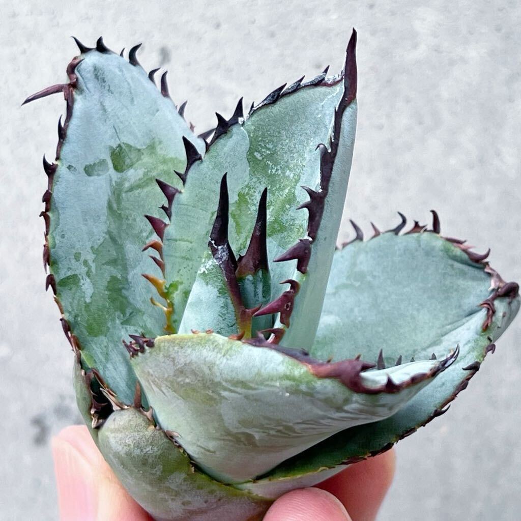 Agave titanota Blue агава chitanota голубой 