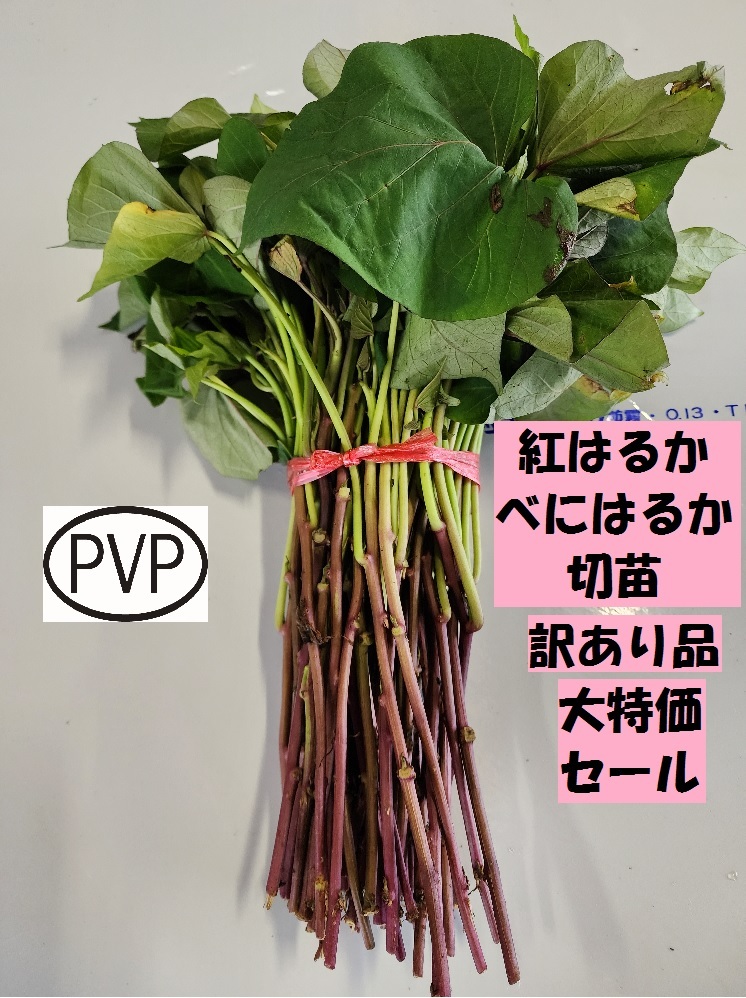 ◎ 店頭販売品 訳あり品 べにはるか 切 苗 20 本 入り 束 PVP ● 正規 登録 品種 土壌消毒 紅 はるか サツマイモ なえ ハルカ さつまいも_画像1