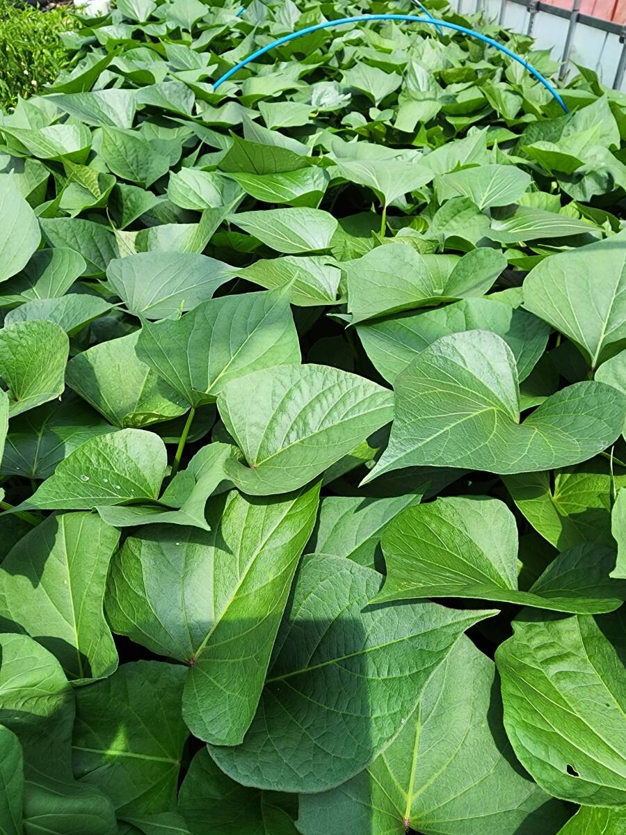 〇 べにあずま 紅東 切 苗 50 本 入り 束 ● 土壌消毒 さつまいも なえ サツマイモ ほくほく ホクホク_画像4