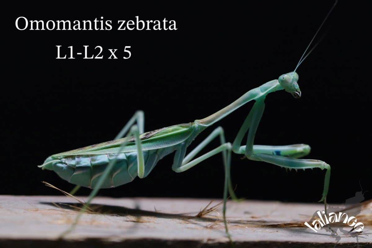 omomantis zebrata 初齢〜2齢 5匹 カマキリ CB_画像1