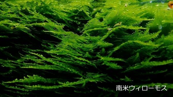 南米ウィローモス50g～ 水中葉 水草 メダカ 熱帯魚 金魚 エビ 人気 おすすめA3_画像5