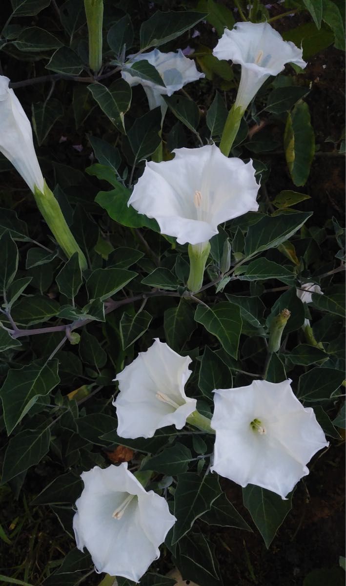 朝鮮朝顔　白花　花の種50粒以上