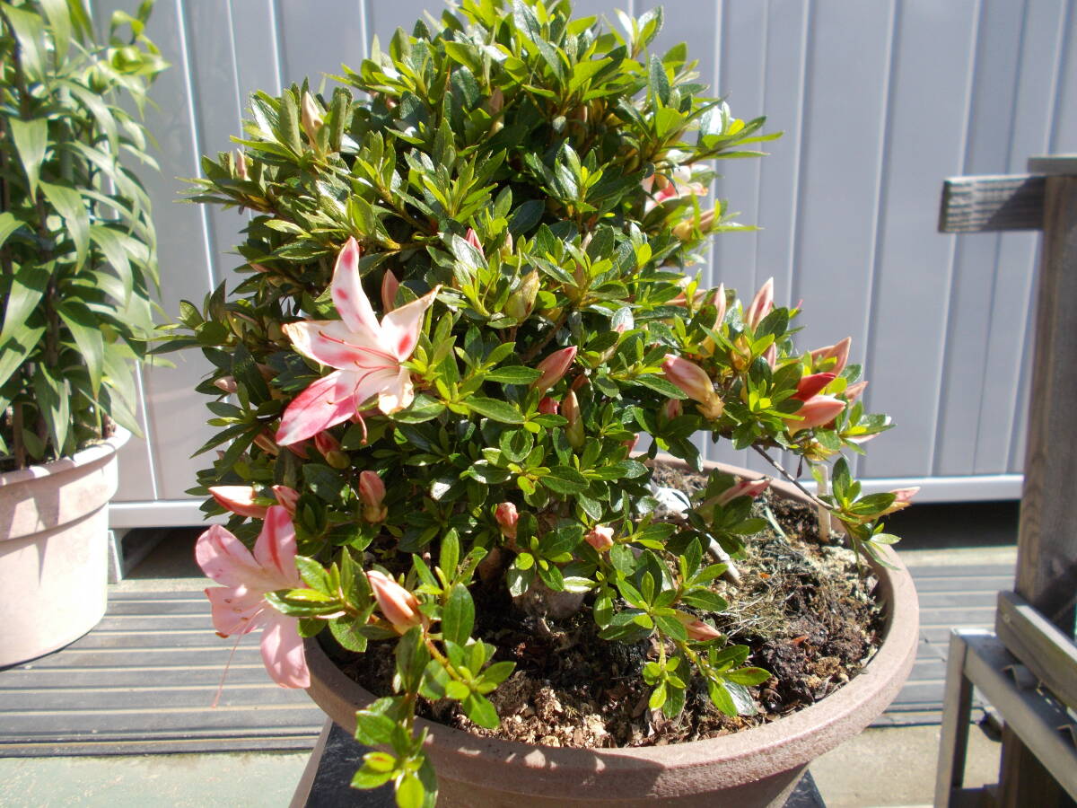  satsuki Rhododendron indicum .. маленький товар 