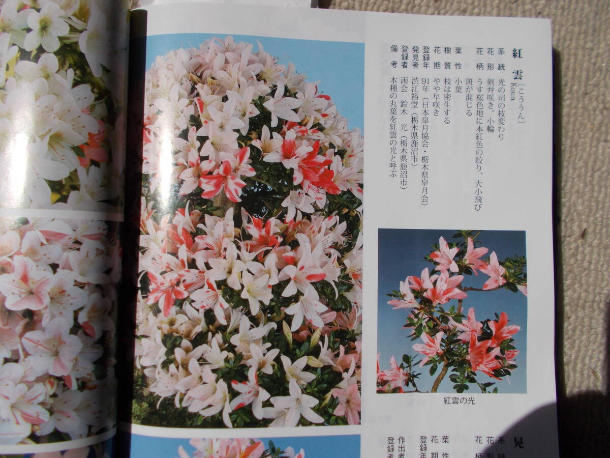  satsuki Rhododendron indicum .. маленький товар 