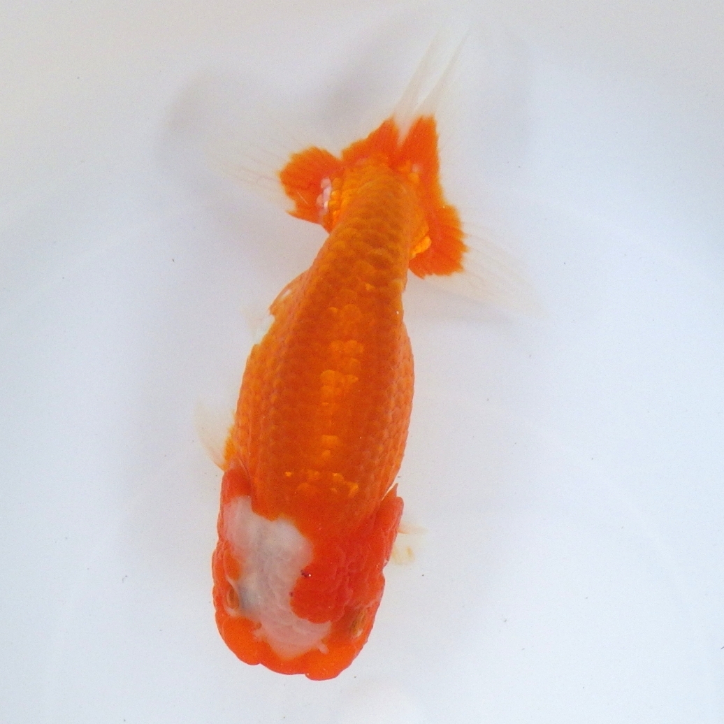 [ white . parent .] golgfish ( female )2 -years old fish 12.4cm