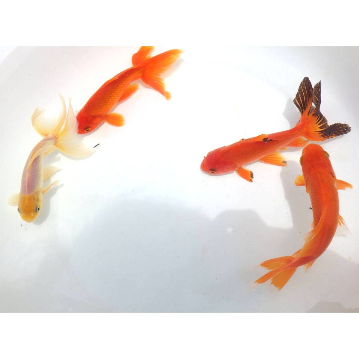 【白髪親父】ジャンボオランダ　4匹セット（2歳魚）　14.5～15.2cm_画像3