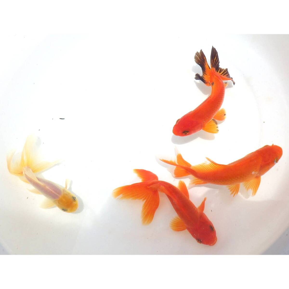 【白髪親父】ジャンボオランダ　4匹セット（2歳魚）　14.5～15.2cm_画像4