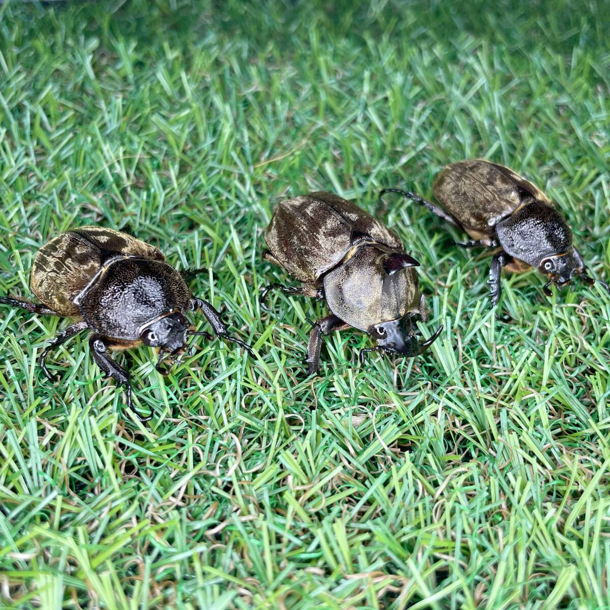 【爆産セット】サビイロカブト 成虫♂♀♀トリオＣＢＦ１ スラウェシ島パロロバル⑨_画像1