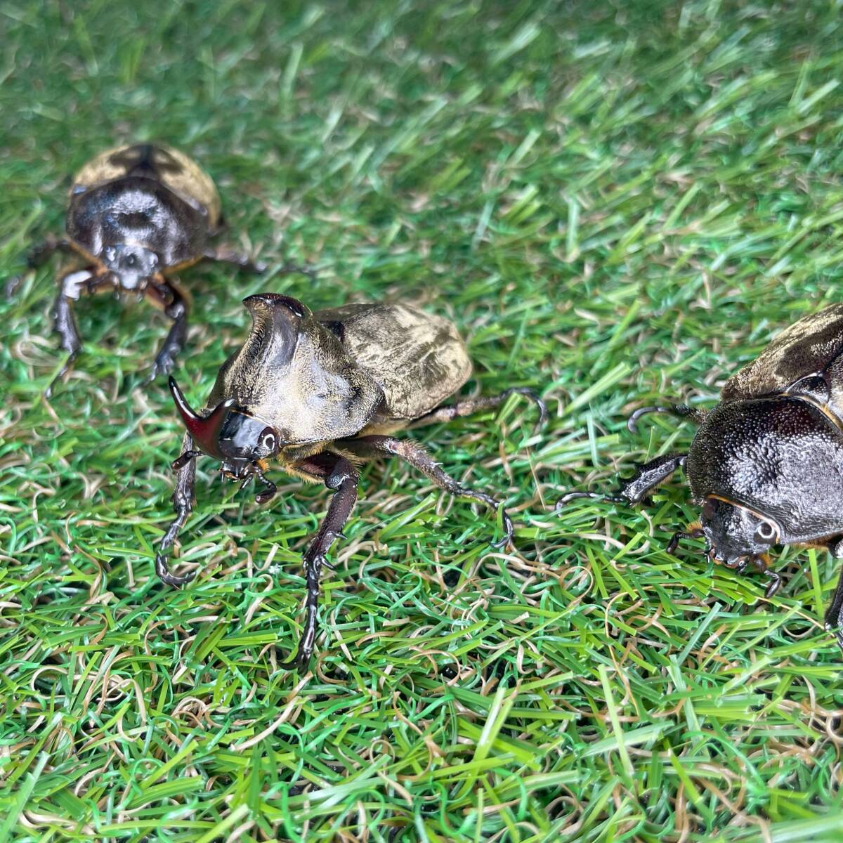 【爆産セット】サビイロカブト 成虫♂♀♀トリオＣＢＦ１ スラウェシ島パロロバル⑭_画像1