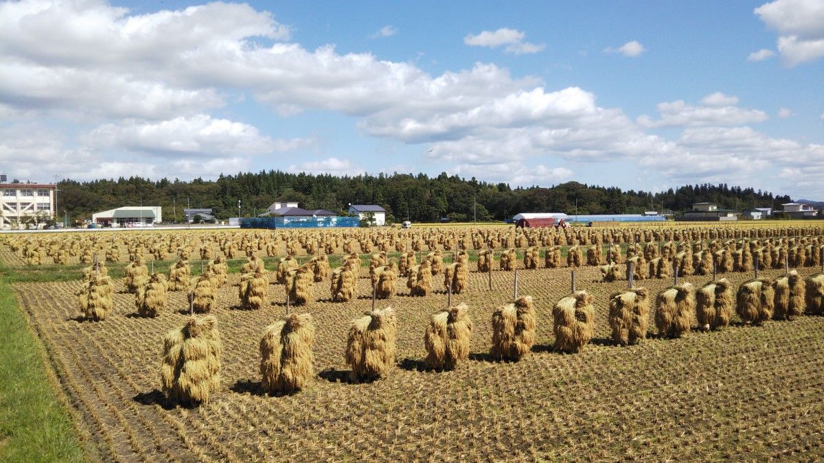 農家直送☆令和５年産☆自然乾燥米 秋田県産あきたこまち玄米２０kg