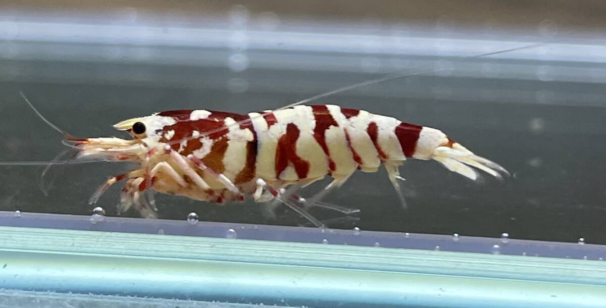 【haru- shrimp -】タイガービーシュリンプ(太極) トリオ　抱卵1匹_雄