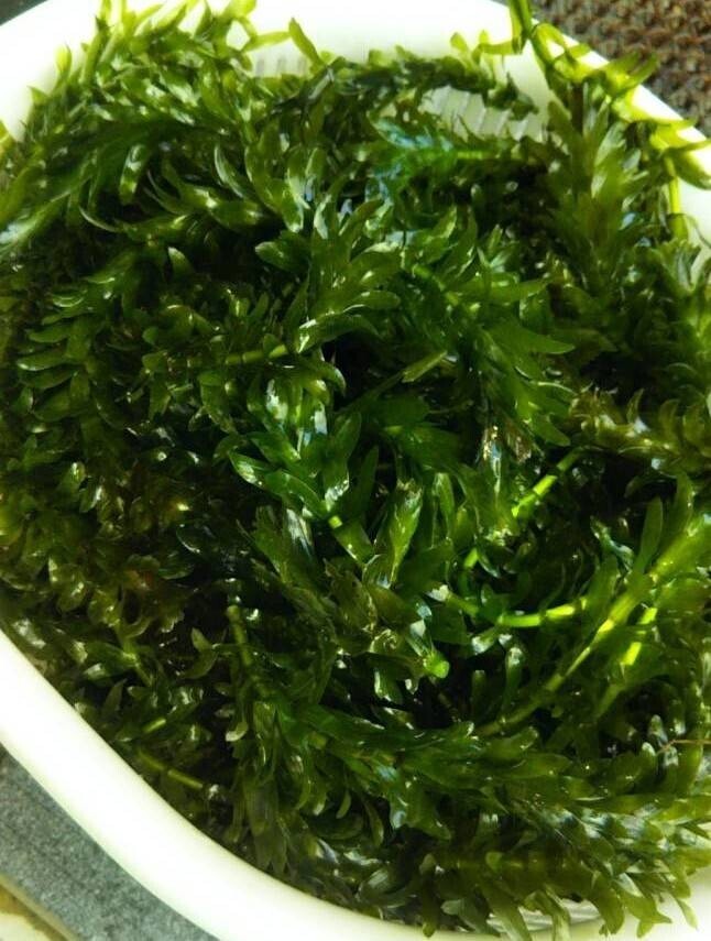 万能水草 (アナカリス） バケツ 2杯分 (約2.5kg）A_画像1