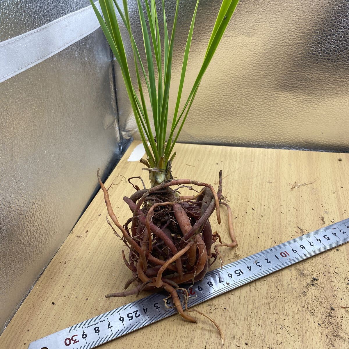 ユッカ ロストラータ サファイアスカイズ Yucca rostrata 'Sapphire Skies' Yucca 塊根植物 ユッカロストラータ ユッカ　多肉植物　#3_画像1